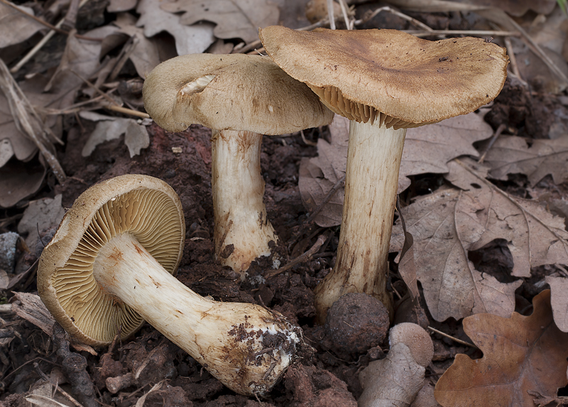 Cortinarius cotoneus